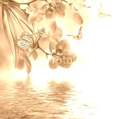 Floral background of tropical orchids and  butterfly