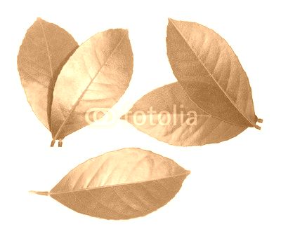 Lemon leaf isolated on white background