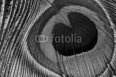 Peacock feather eye close up view