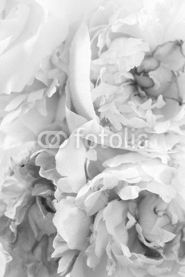 peony on the white