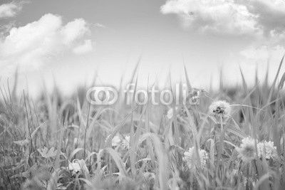 Summer meadow