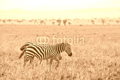 Zebras on a walk