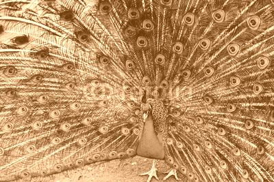 Peacock with a large tail