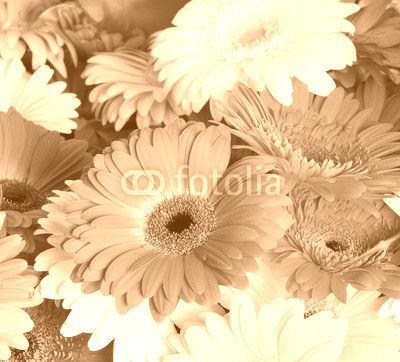 Bouquet  gerbera flower