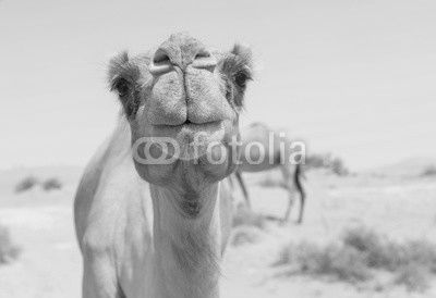 wild camel in the hot dry middle eastern desert uae