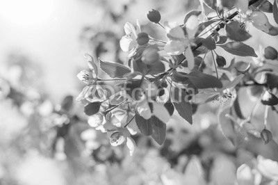 Apple blossom over nature background, beautiful spring flower