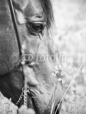 portrait of grazing bay horse. close up