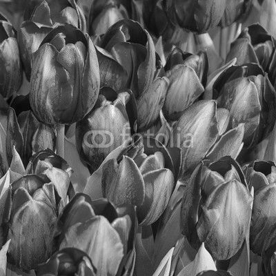 purple tulips