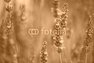 Beautiful Lavender blooming in early summer