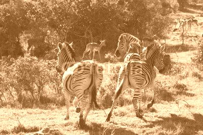 Zebras in African landscape