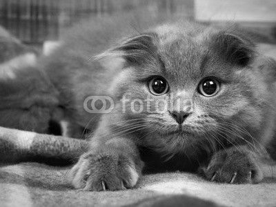 Grey kitten with sharp claws, a round yellow eyes and tufts on the ears