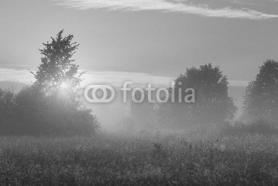 Spring misty morning in meadow