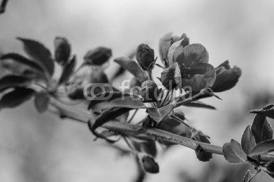 Apple tree branch with red flowers
