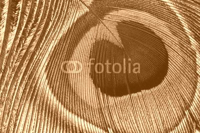 Peacock feather eye close up view