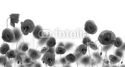 Poppy flowers isolated on white background