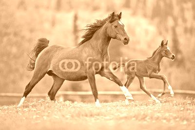Bay Mare and Foal galloping together in spring meadow
