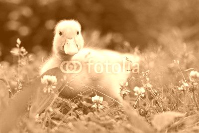 Young duck