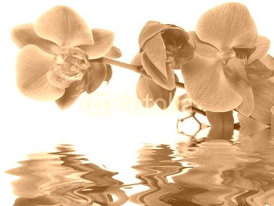 reflet d'orchidée