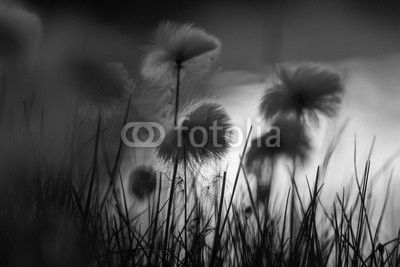 Arctic flowers