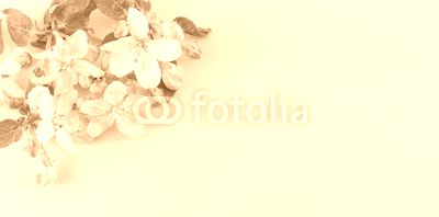 Apple fruit blossom flower with leaves