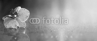 Beautiful pink orchid flower banner with copy space