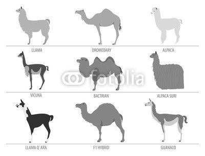 Camel, llama, guanaco, alpaca breeds icon set. Animal farming