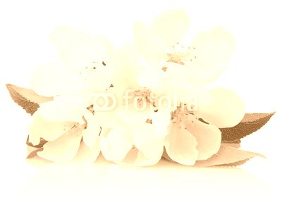 Spring blossoms - Apple tree flowers isolated on white