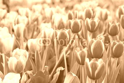 Tulip flower fields
