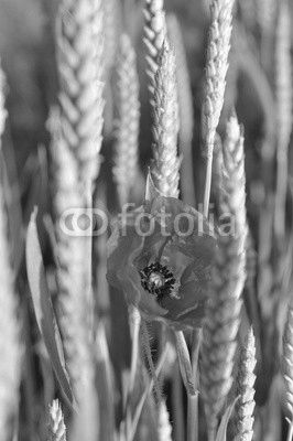 coquelicot dans champs de blé