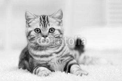 Cat on the carpet