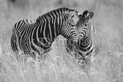 Two zebras in long grass