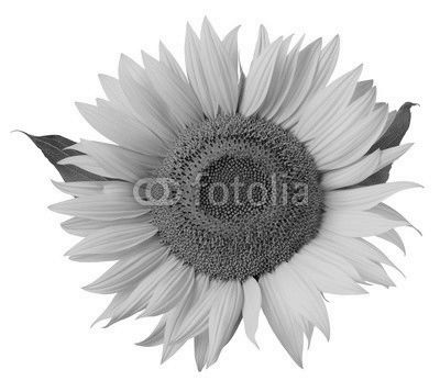 Flower of sunflower isolated on a white background.