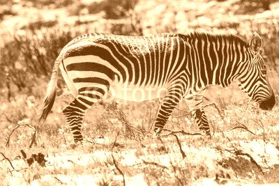 Mountain Zebra in the Cape