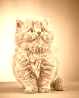 british long hair kitten