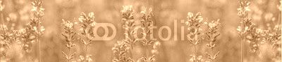 aromatic lavender grows on the field