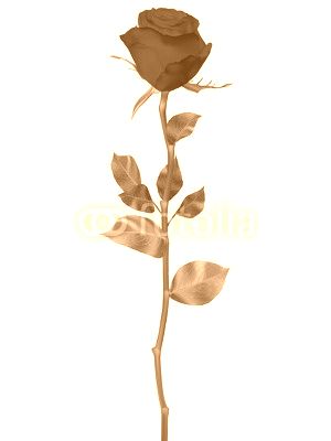 Red Rose isolated on white. EPS 10