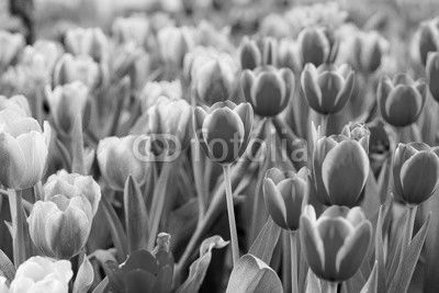 Tulip flower fields