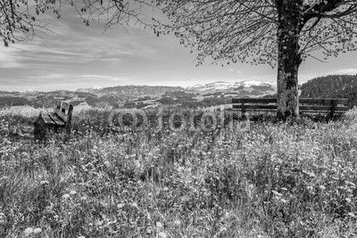 Frühlingswiese im Emmental, Schweiz