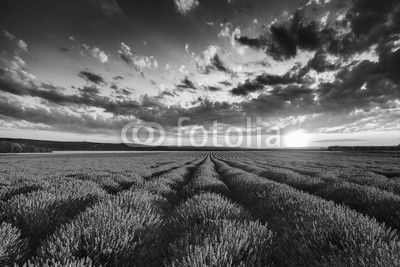 Lavender flower blooming fields in endless rows. Sunset shot.
