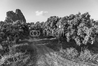 Mango Farm