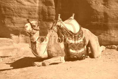 A camel surrounded by the red rocks of Petra, Jordan.