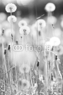 White dandelions