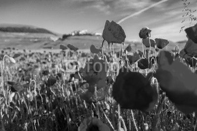 Campo di papaveri e colline a Castelluccio di Norcia
