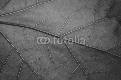Green leaf
