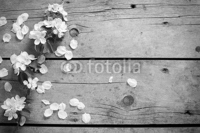 Tender spring apple tree flowers on aged vintage wooden backgrou