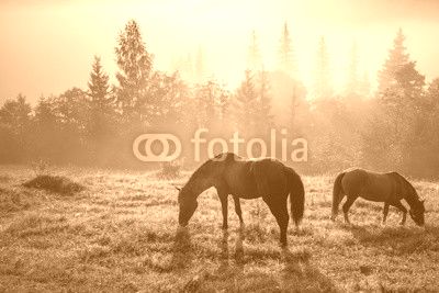 Mountain landscape with grazing horse