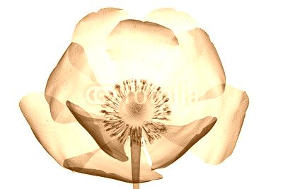 x-ray image of a flower isolated on white , the poppy Papaver