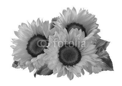 3 sunflower isolated on white background as package design element