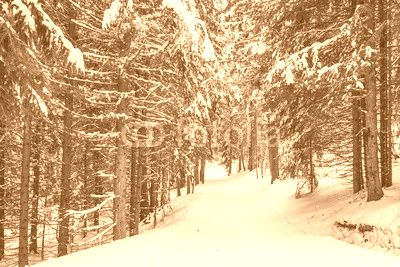 Winter Footpath