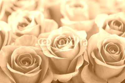 beautiful pink rose flowers background